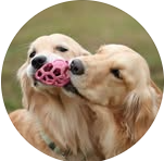 Dog supplies micasa (ミカサ)